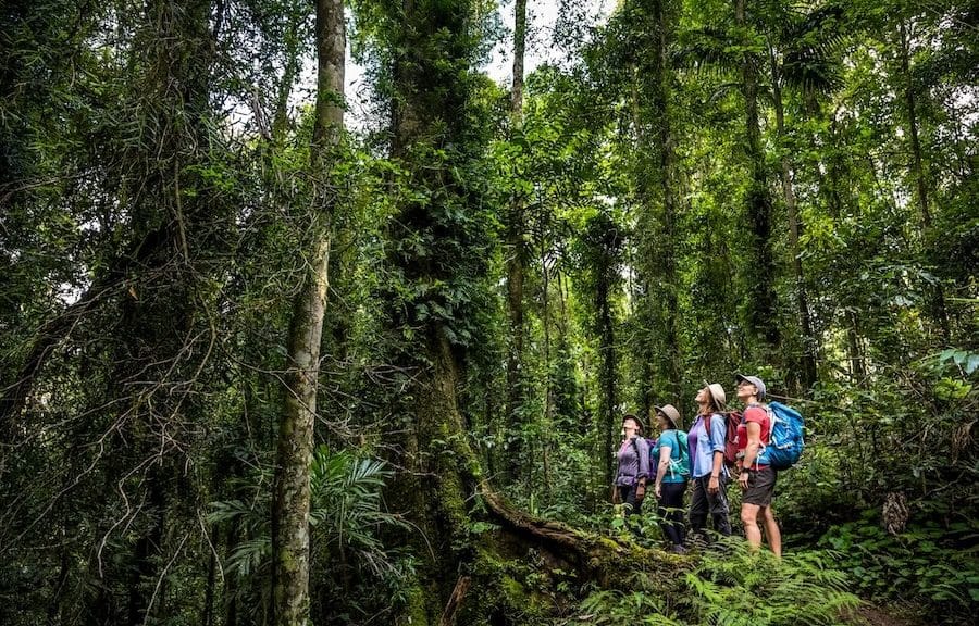Exploring Lamington National Park with ParkTours. (Photo: Lachlan Gardiner, Jan 2022)