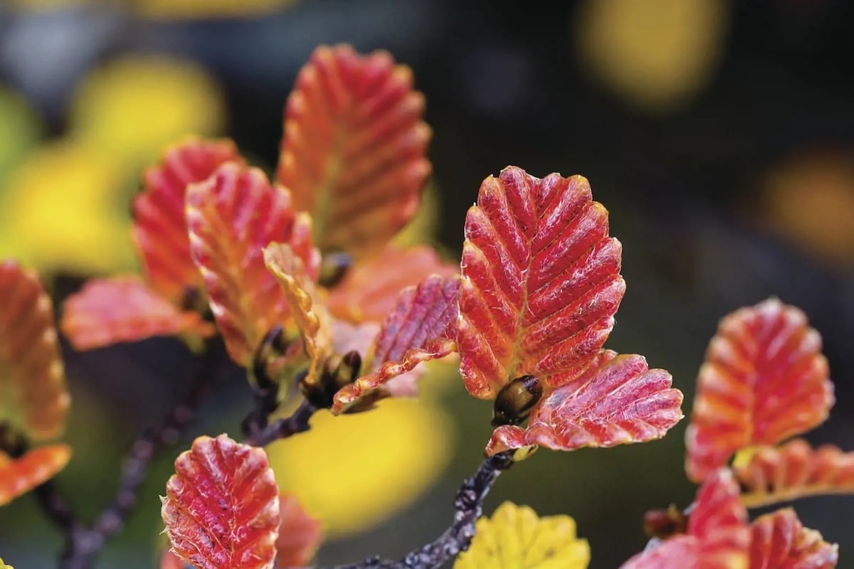 Autumn colours of the fagus (Photo - Kelly Slater). Supplied: Tourism Tasmania.