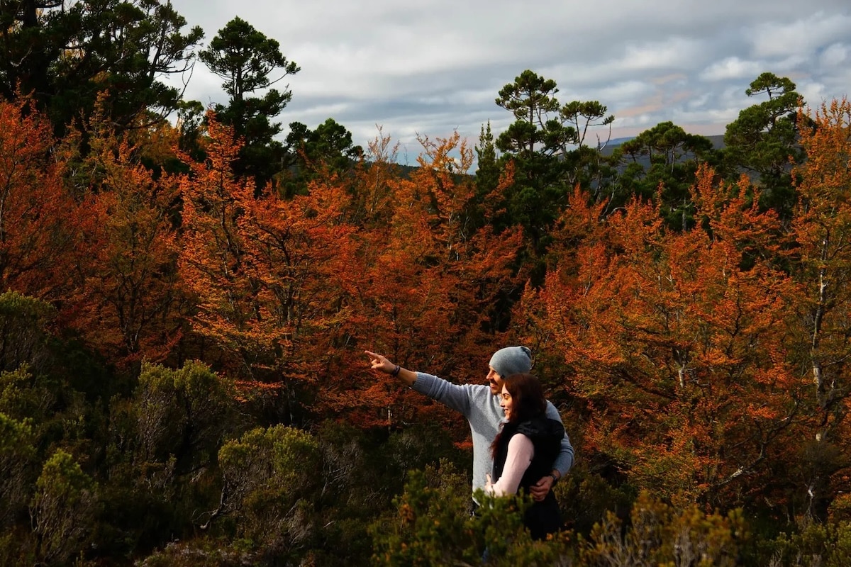 Fagus at Cradle Mountain (Photo - James Burke). Supplied: Tourism Tasmania.