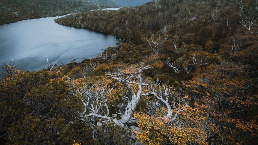 Turning of the Fagus - Discover Tasmania