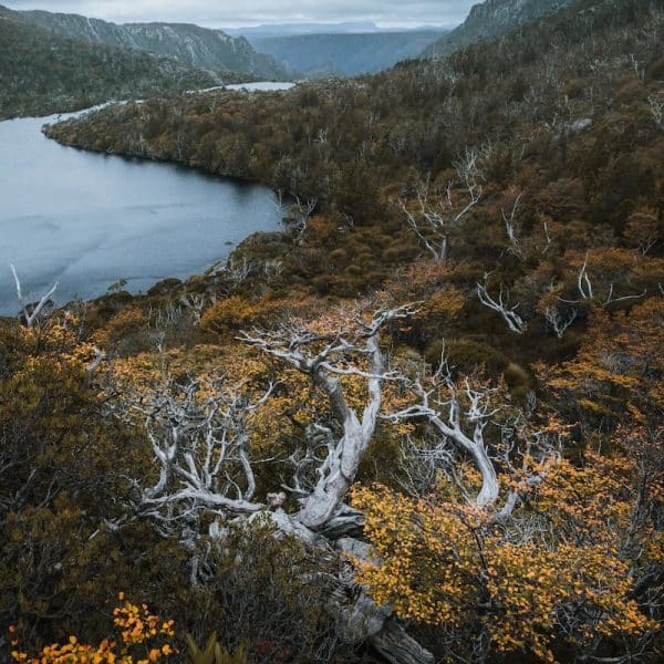 Turning of the Fagus - Discover Tasmania