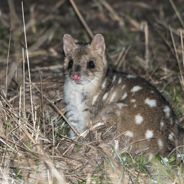 Eastern Quoll - Tasmanian Land Conservancy. Photo by Craig Greer