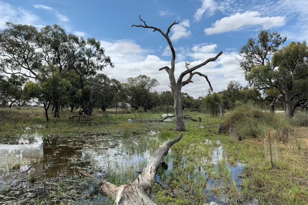 Restored wetland. Photo: RMIT