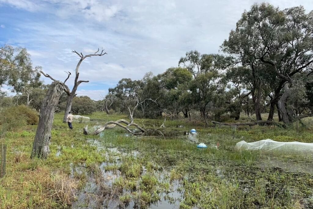 Restored wetland. Photo: RMIT