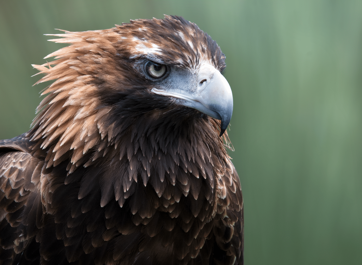 Wedge-tailed Eagle (Photo: Craig Greer)