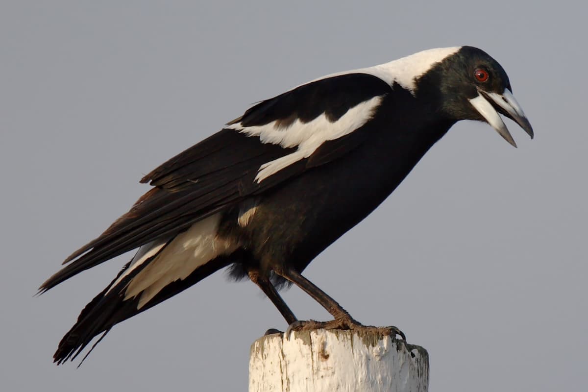 Australian magpie (Photo: Glenn Ehmke)