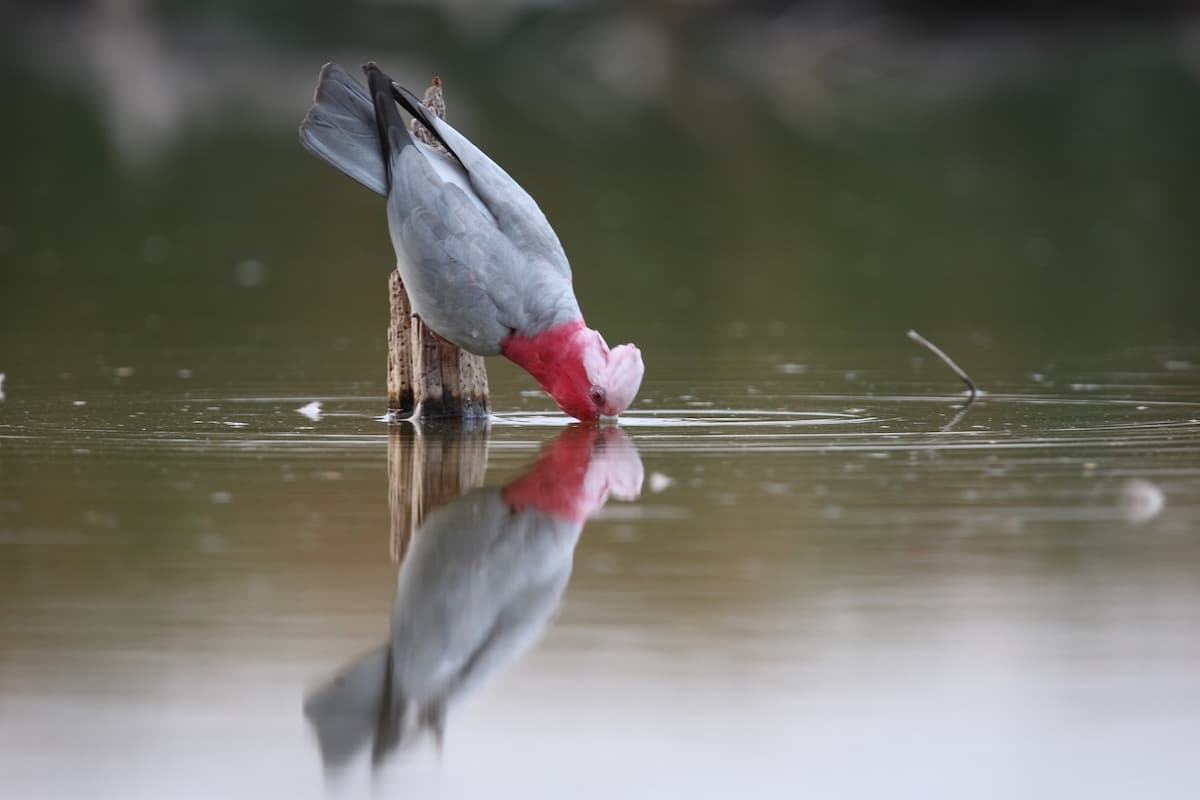 Galah
