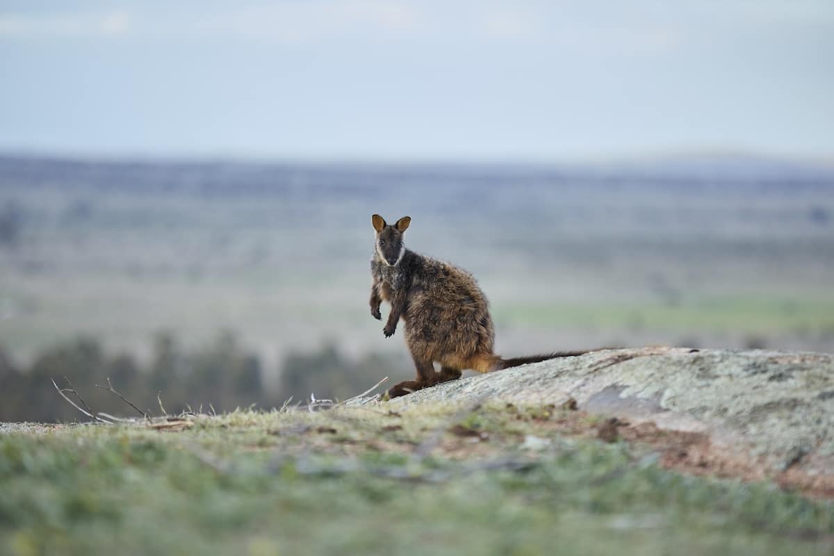 Amazon's Right Now Climate Fund to protect southern brush-tailed rock-wallaby.