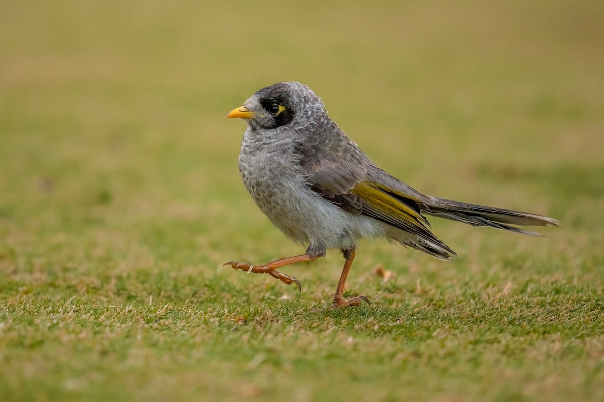 Noisy Miner, Sydney Botanic Gardens