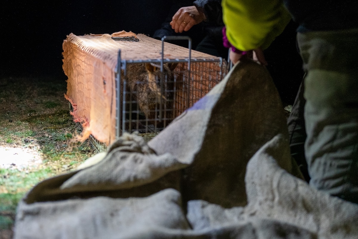 Preparations for transportation to Mt Rothwell Sanctuary