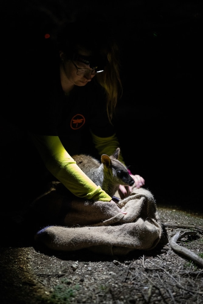 Preparations for transportation to Mt Rothwell Sanctuary
