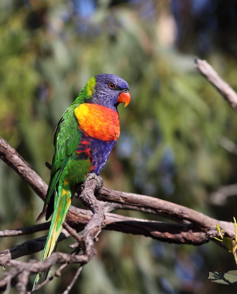 Rainbow lorikeet (Photo: Andrew Silcocks)