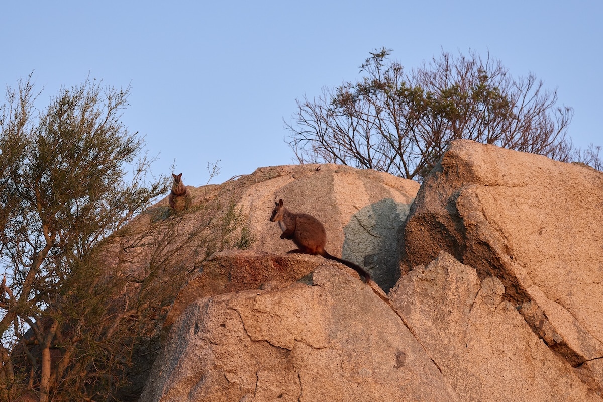 Southern brush-tailed rock-wallaby wallabies at Mt Rothwell Sanctuary.