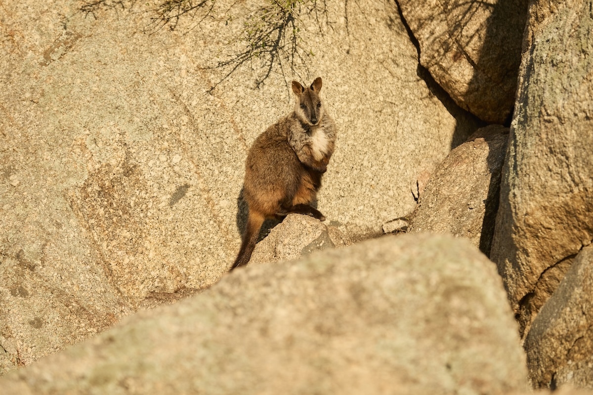 Southern brush-tailed rock-wallaby wallaby at Mt Rothwell Sanctuary
