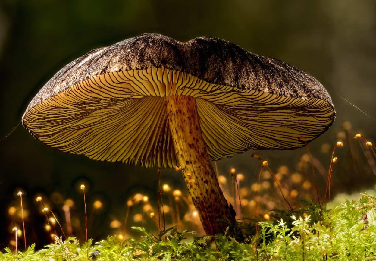 Plants and Fungi category first prize winner, Pluteus’ Fireflies by Nic Wooding, New Zealand / TNC 2025 Oceania Photo Contest