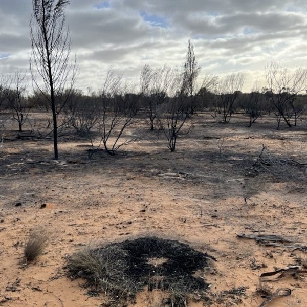 Burned habitat on Fiona Murdoch’s conservation covenant Raakajilm. (Photo: Mallee Conservation)