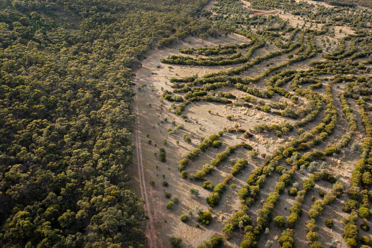 Climate ready restoration at Bush Heritage's Nardoo Hills Reserve in Victoria_Credit Grassland Films