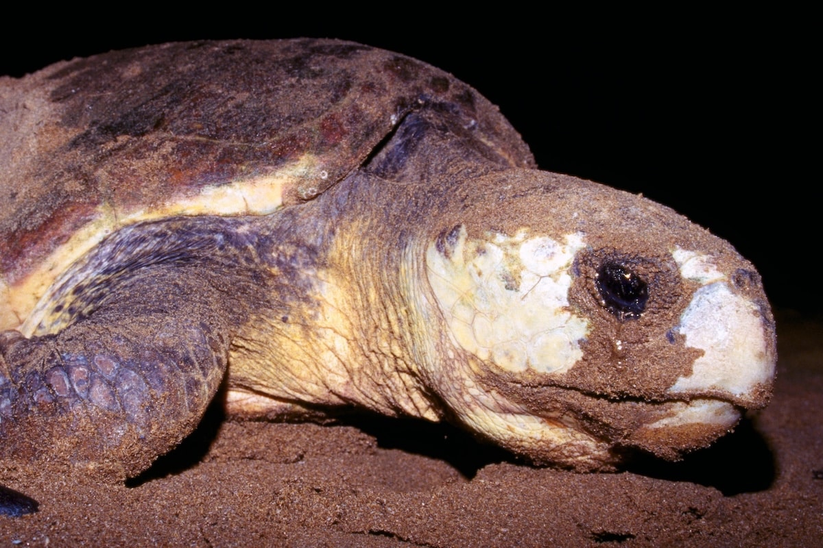 Loggerhead turtle
