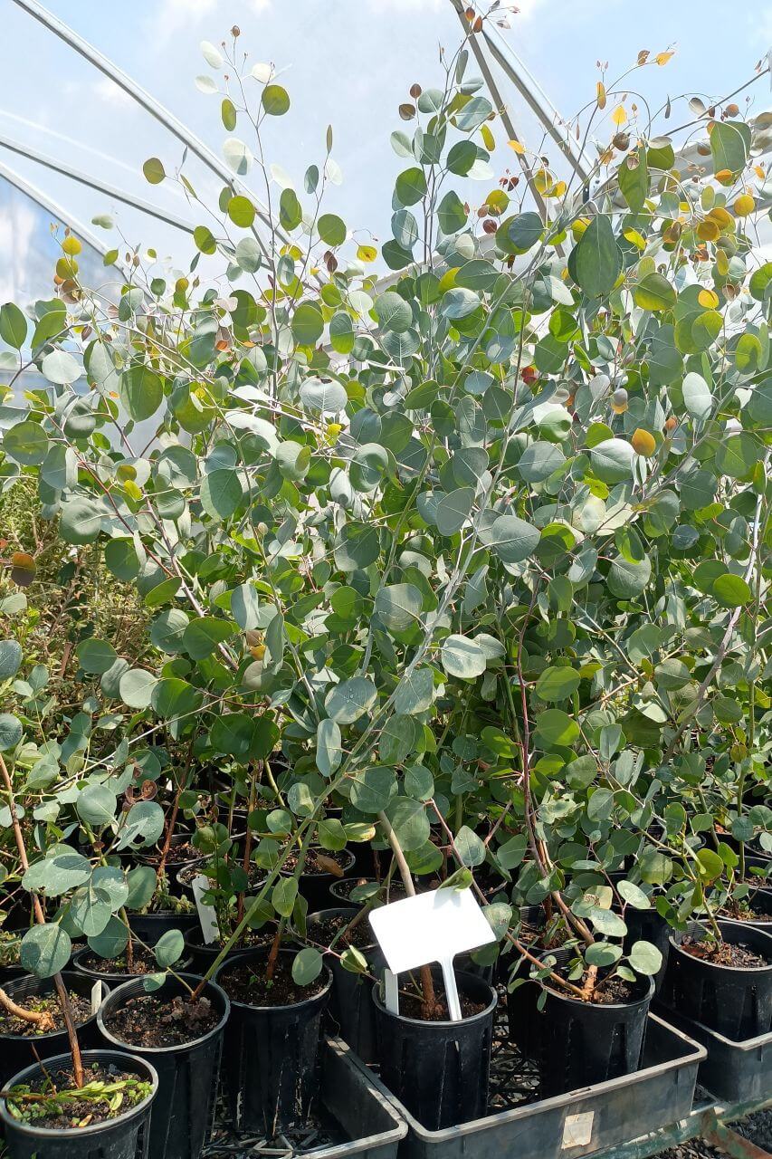 Young plants in the greenhouse. Credit SNEL