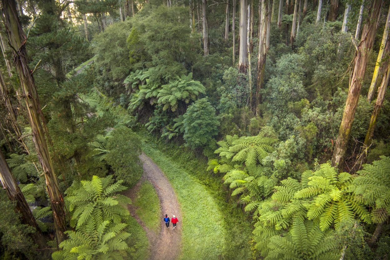 Birrarung Valley Walk Stage 2. Photo: John Gollings